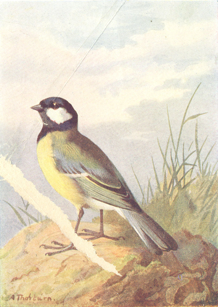 BIRDS. Great Tit  1901 old antique vintage print picture